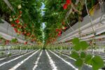 NFT Hydroponic Channel