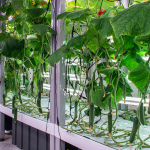 Dutch Bucket Hydroponics