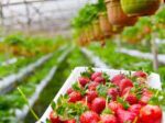 NFT Hydroponic Channel - Image 5