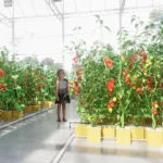 Dutch Bucket Hydroponics - Image 2