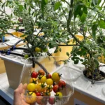 Dutch Bucket Hydroponics - Image 3