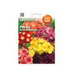 Phlox Alto Miscuglio Flower Seeds