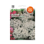 Alisso Tappeto Di Neve White Flower Seeds