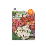 Begonia Miscuglio Flower Seeds