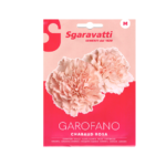 Garofano Pink Seeds – قرنفل زهري