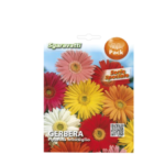 Gerbera Hybrida Miscuglio Flower Seeds